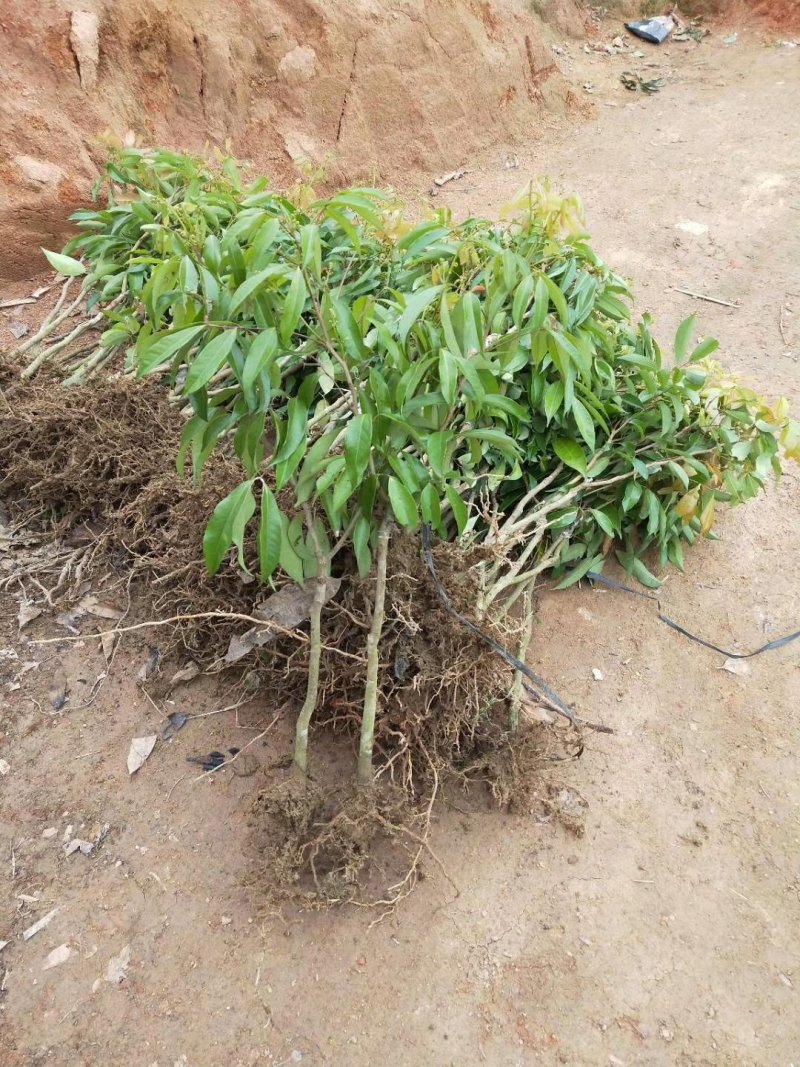 无核荔枝苗
