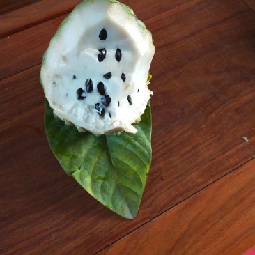 释迦果苗