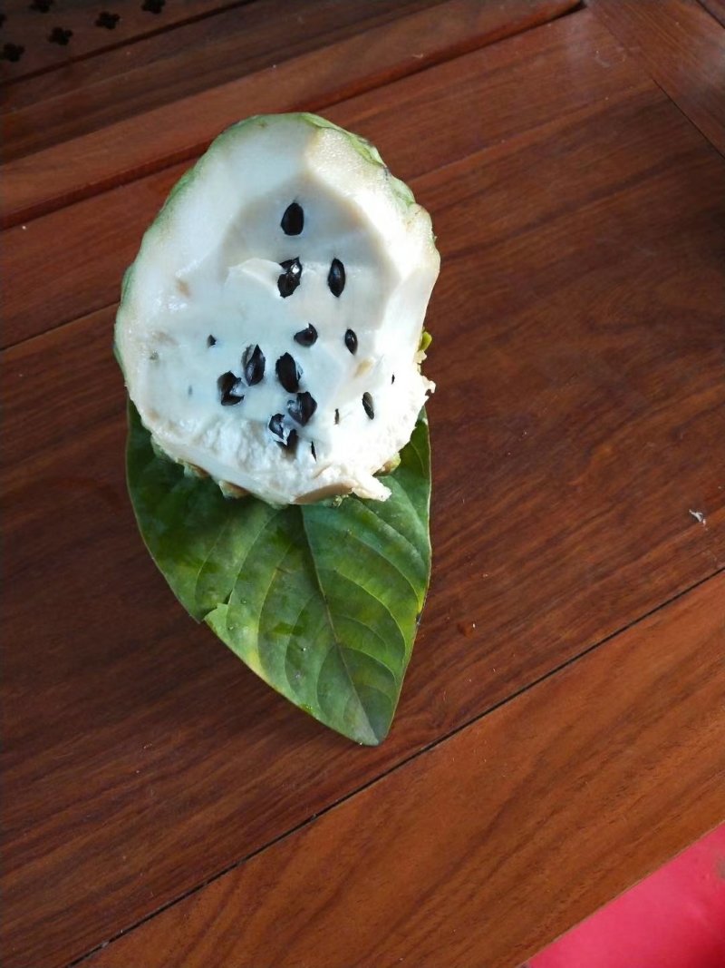 释迦果苗