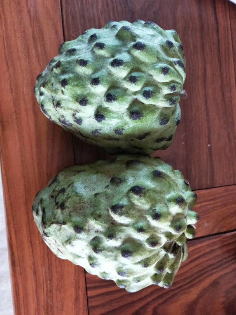释迦果苗