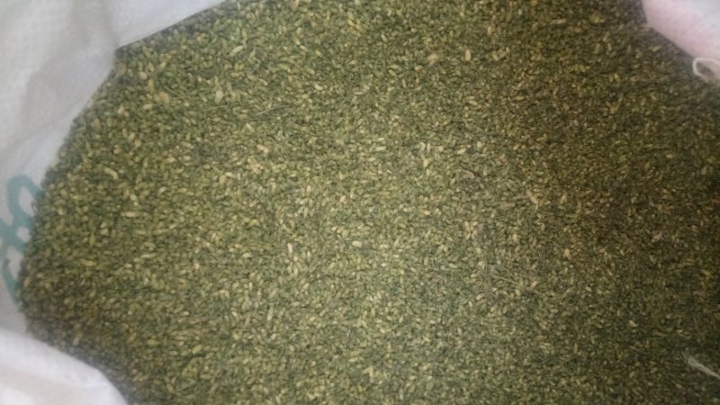 山东省平邑县的山槐米，槐花。