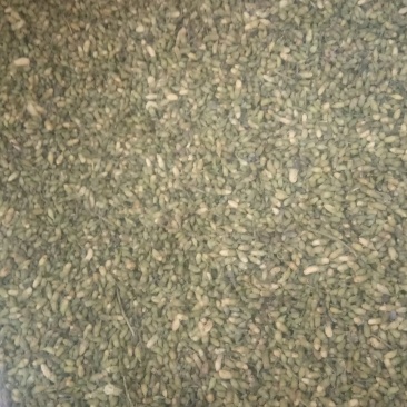 山东省平邑县的山槐米，槐花。