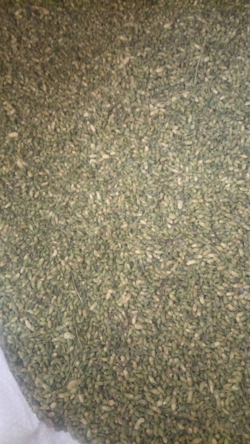 山东省平邑县的山槐米，槐花。