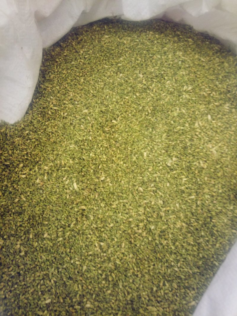 山东省平邑县的山槐米，槐花。