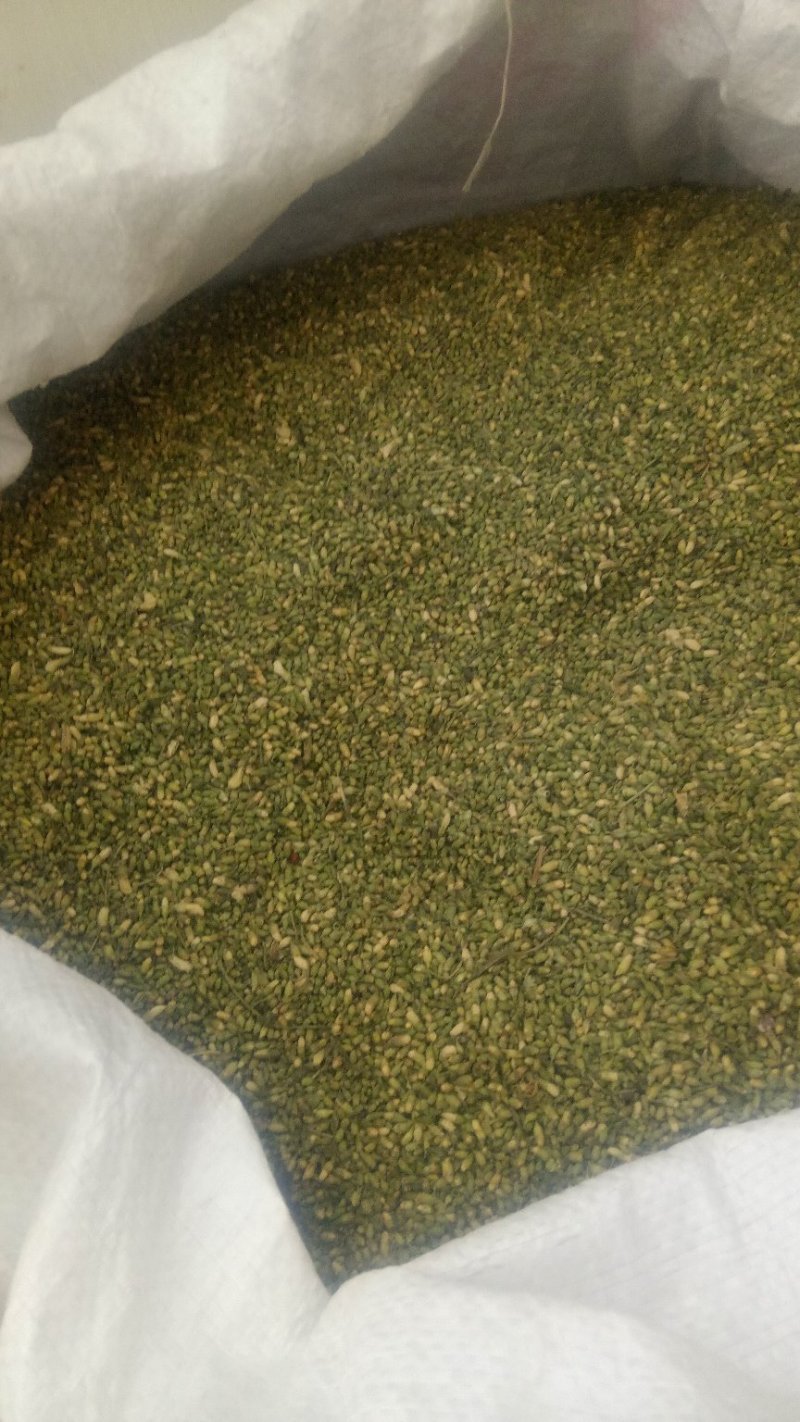 山东省平邑县的山槐米，槐花。