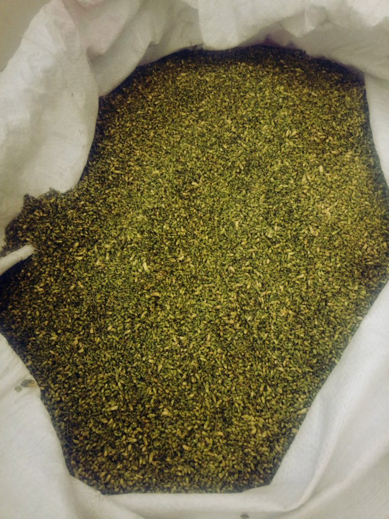 山东省平邑县的山槐米，槐花。