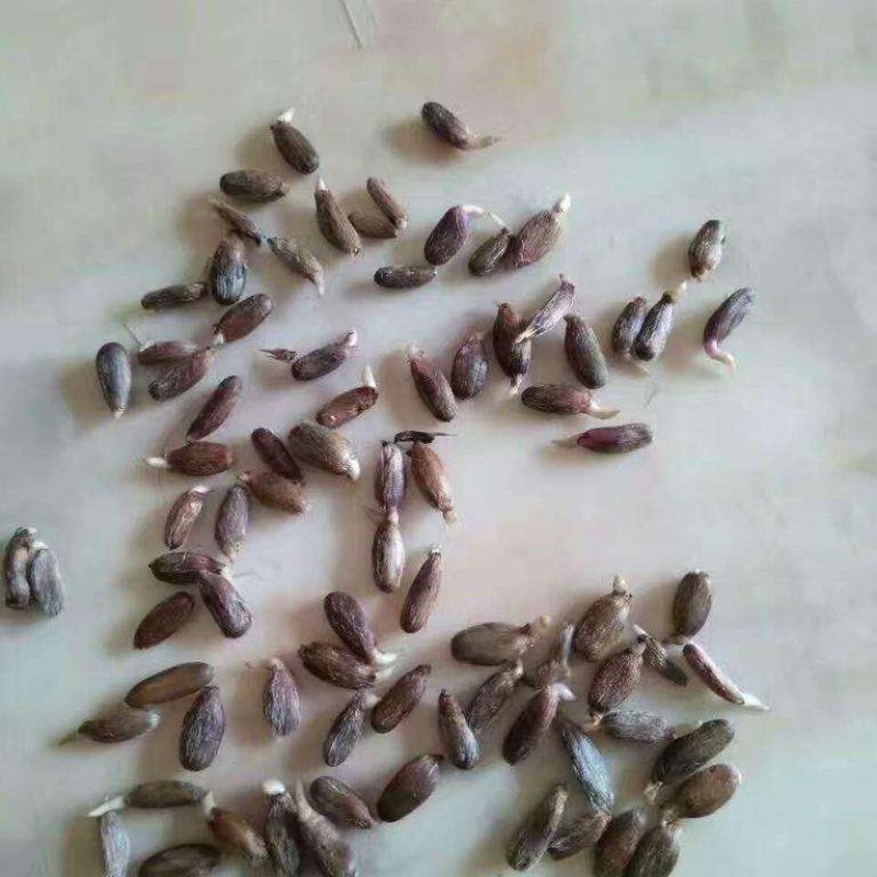 苍术种子