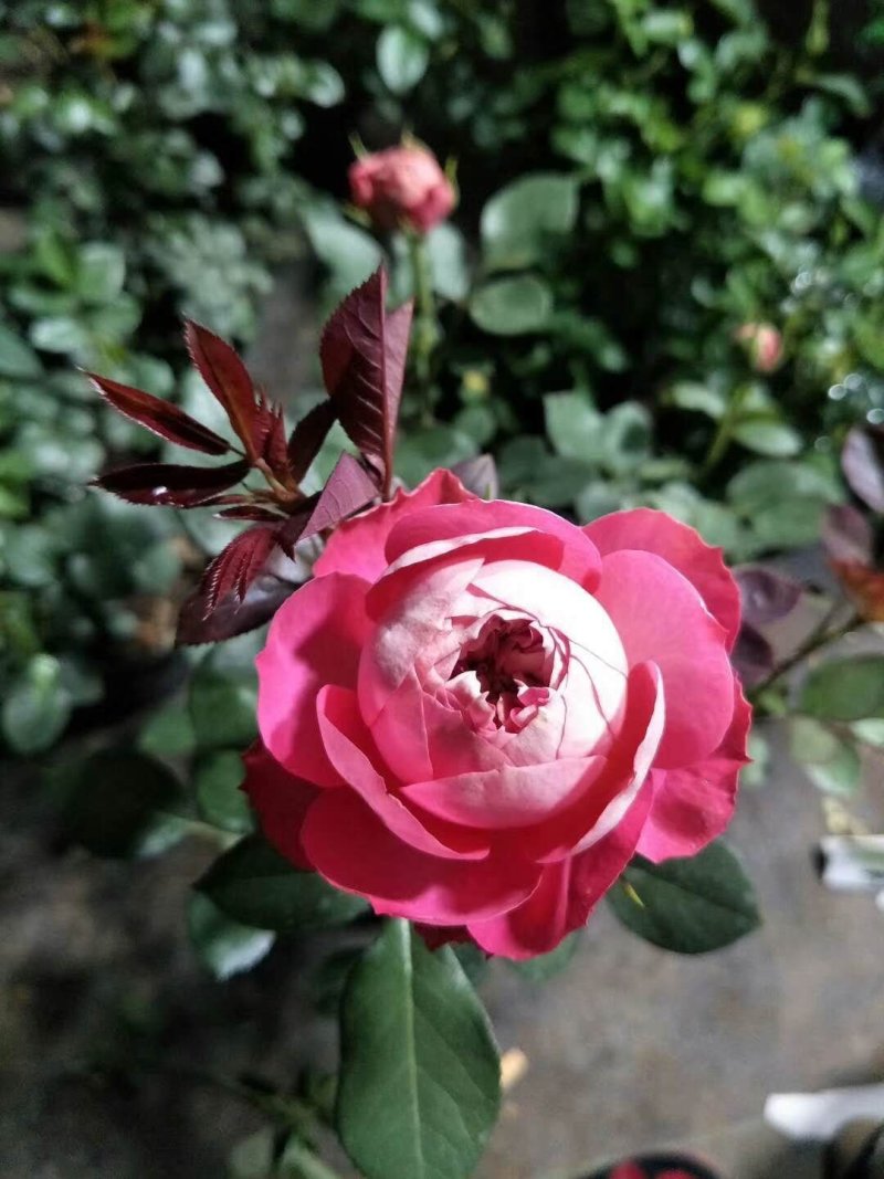 红梅。小叶黄杨。月季。