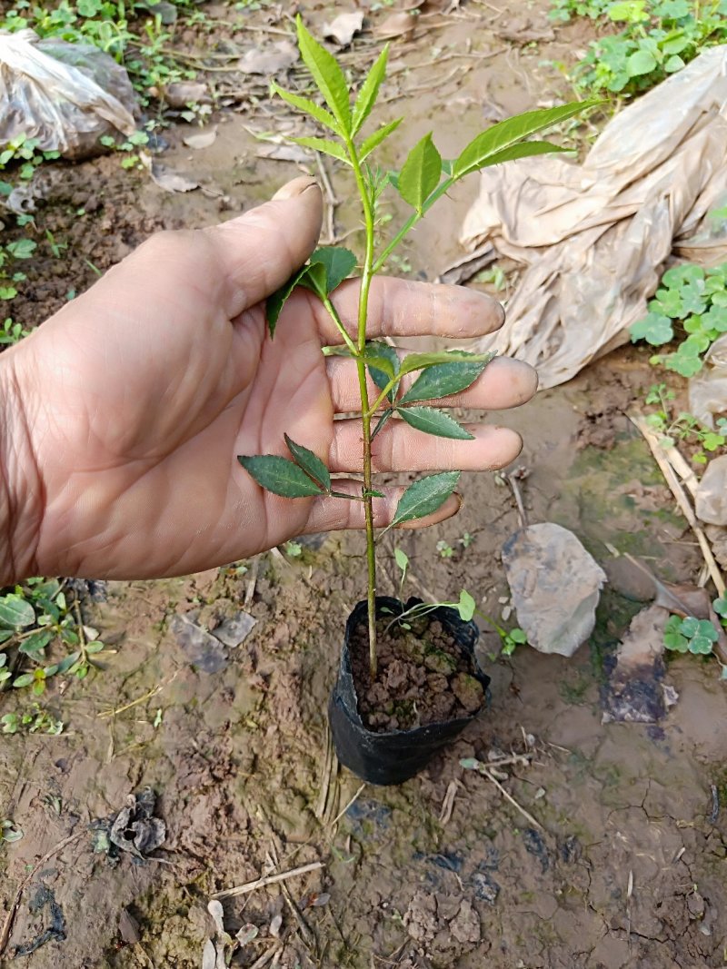 超纯种正中江津九叶青成品花椒苗已经上市