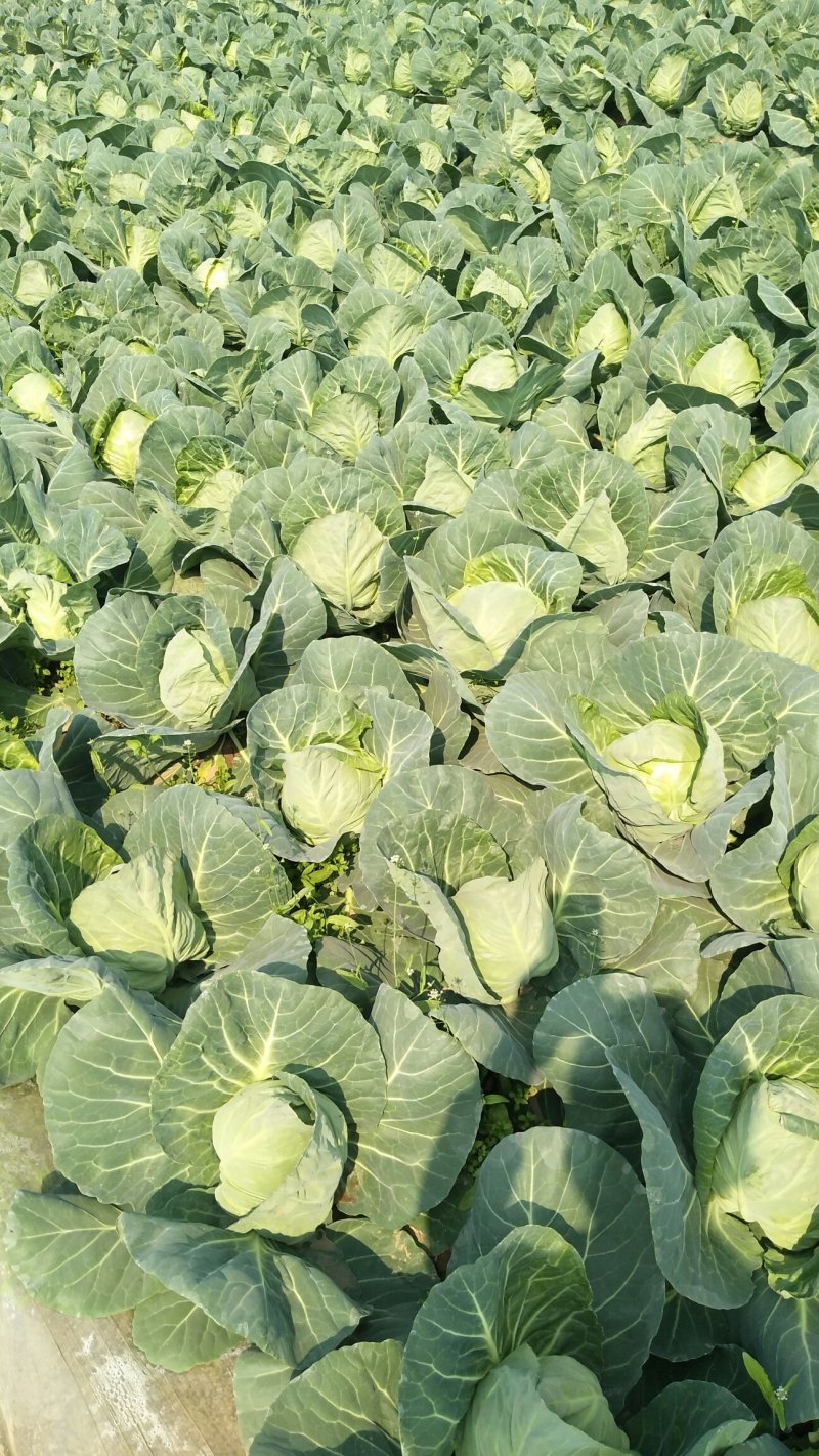 圆包菜，色绿圆型，个头均匀