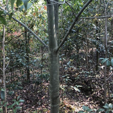 红果冬青，10-14公分
