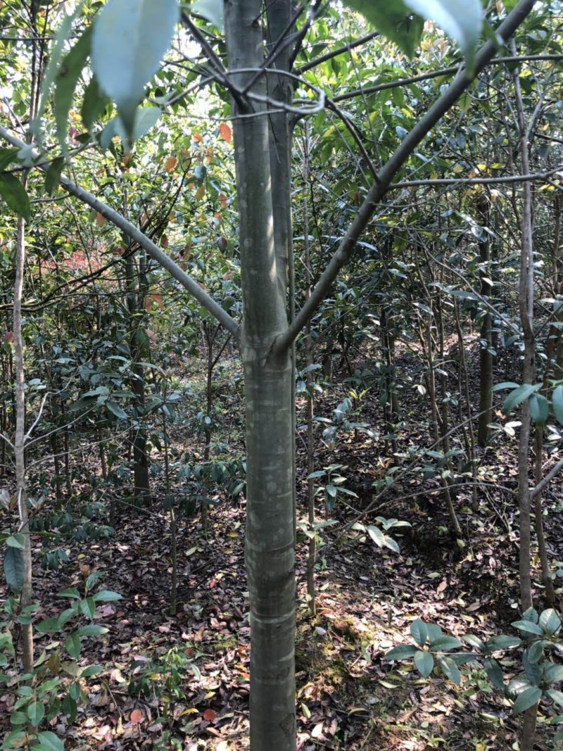 红果冬青，10-14公分
