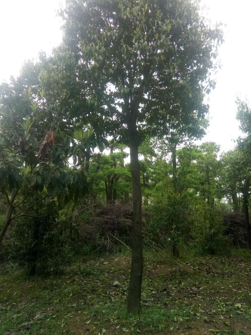 红果冬青，10-14公分