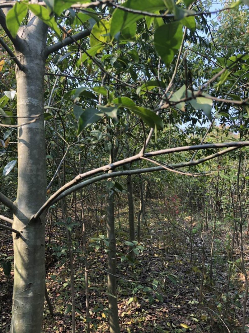 红果冬青，10-14公分