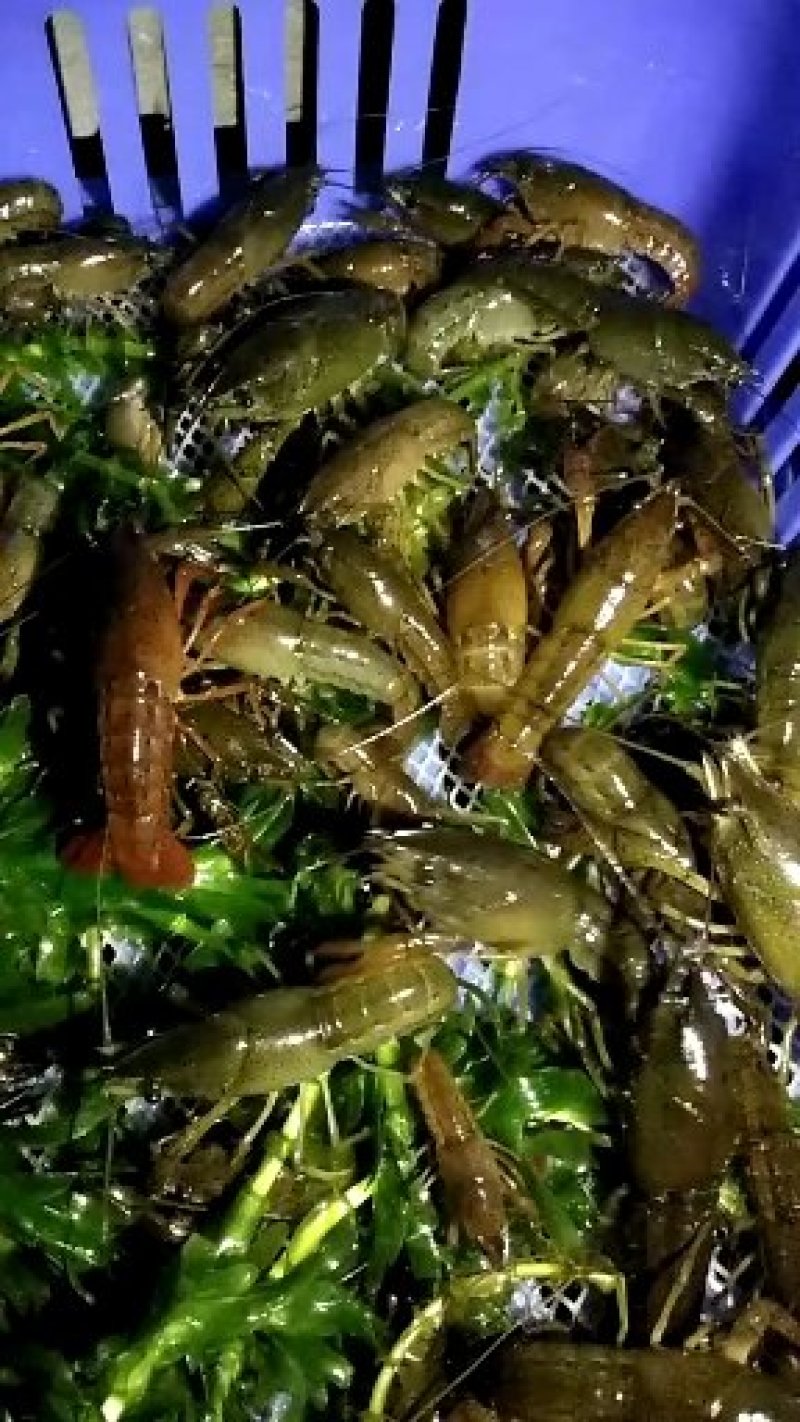 澳洲淡水小龙虾虾苗规格1～3钱