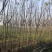 栾树8-10公分，截头发茂