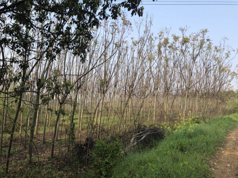 栾树8-10公分，截头发茂