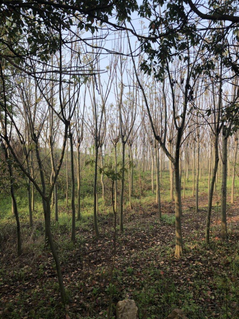 栾树8-10公分，截头发茂