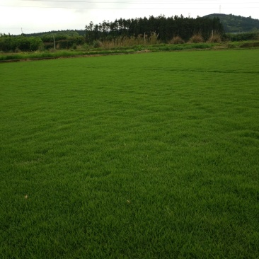 马尼拉草坪