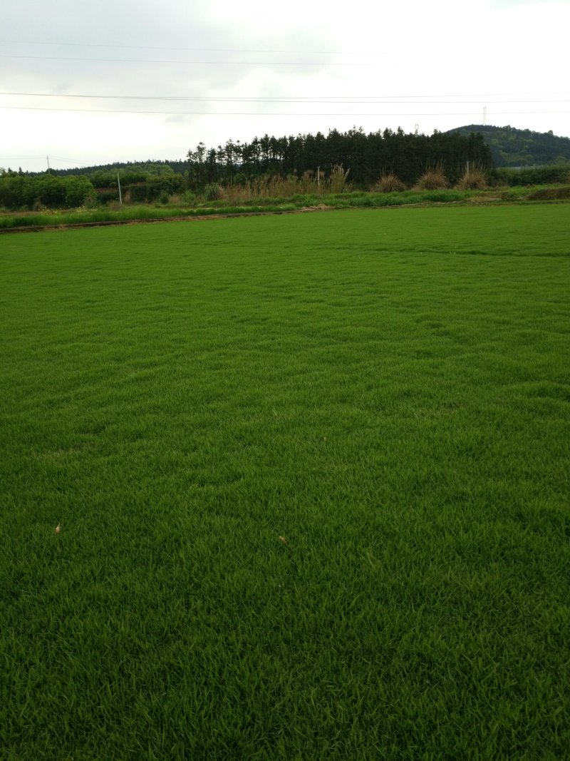 马尼拉草坪