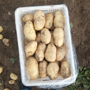 滕州新土豆供应