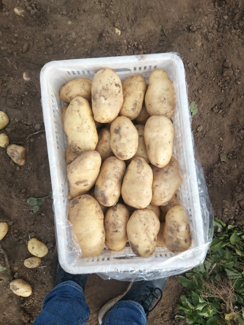 滕州新土豆供应