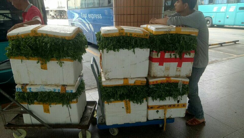 专业种植食用艾叶，支持一件代发！