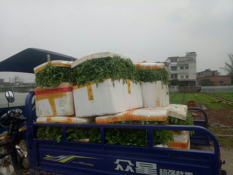 专业种植食用艾叶，支持一件代发！