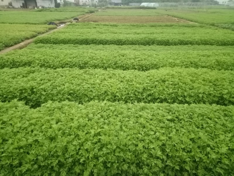 专业种植食用艾叶，支持一件代发！