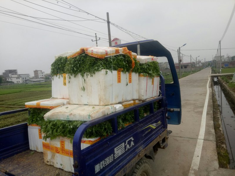 专业种植食用艾叶，支持一件代发！