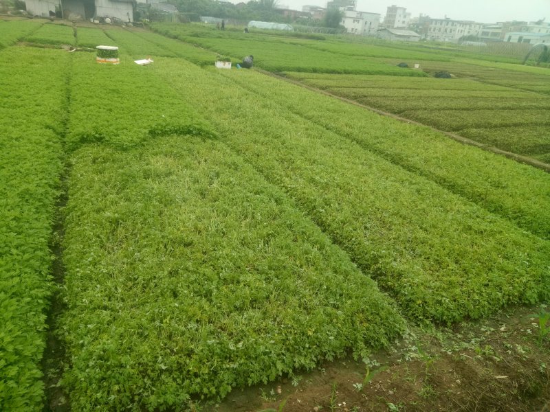 专业种植食用艾叶，支持一件代发！