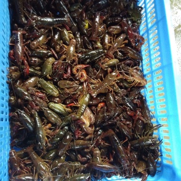漓江小龙虾底部干净肉质饱满