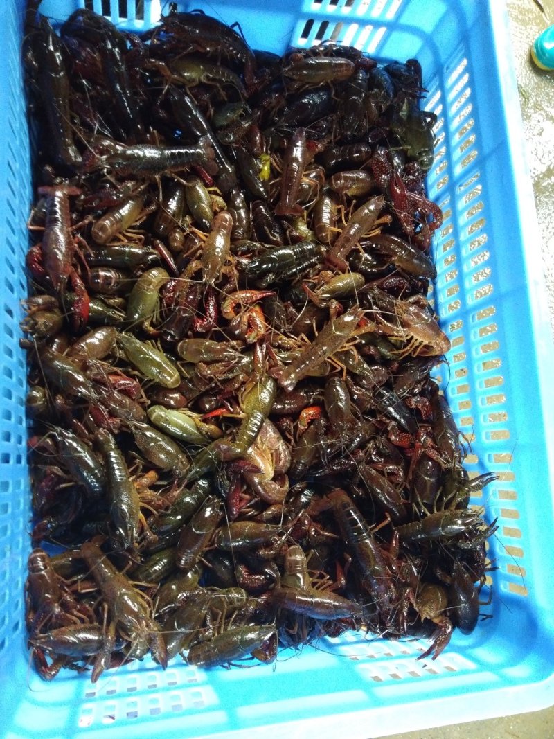 漓江小龙虾底部干净肉质饱满