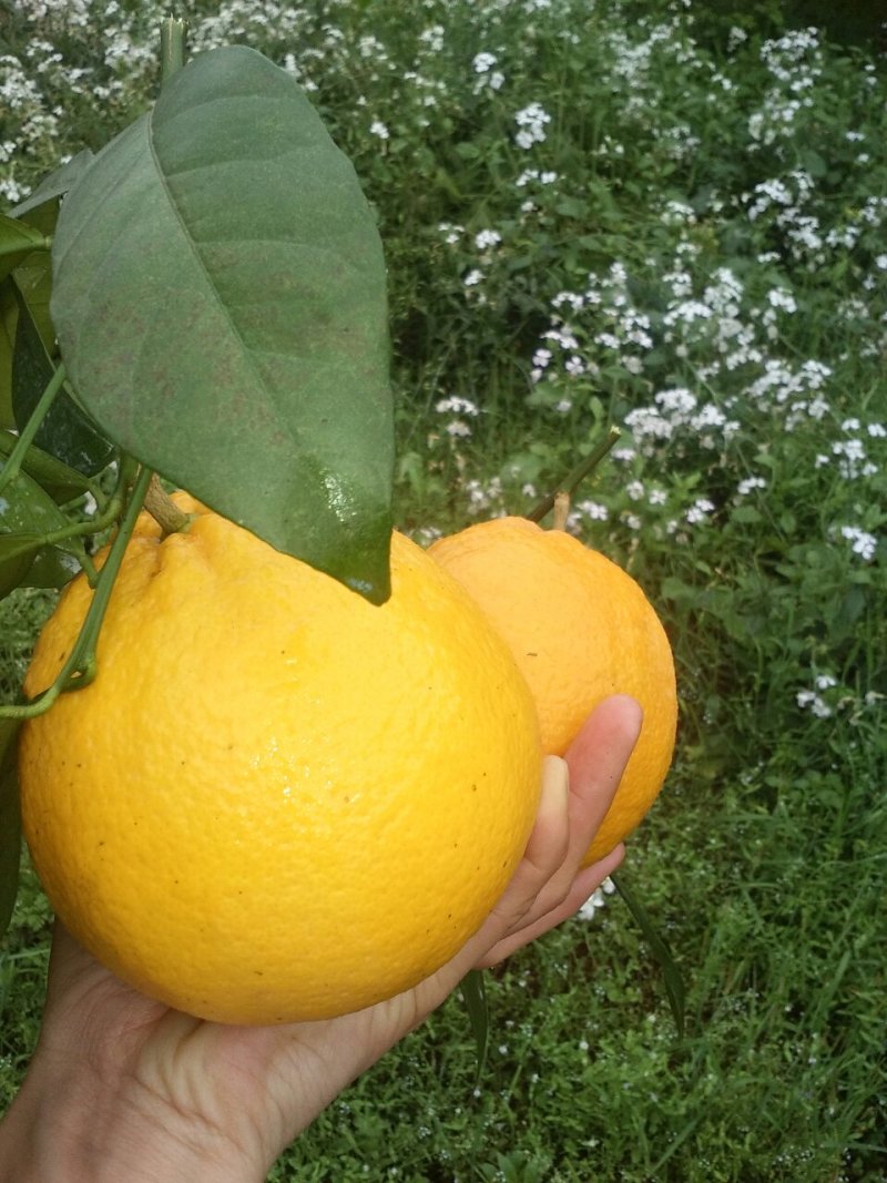 橙子