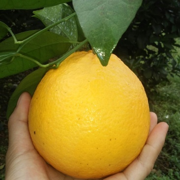 橙子
