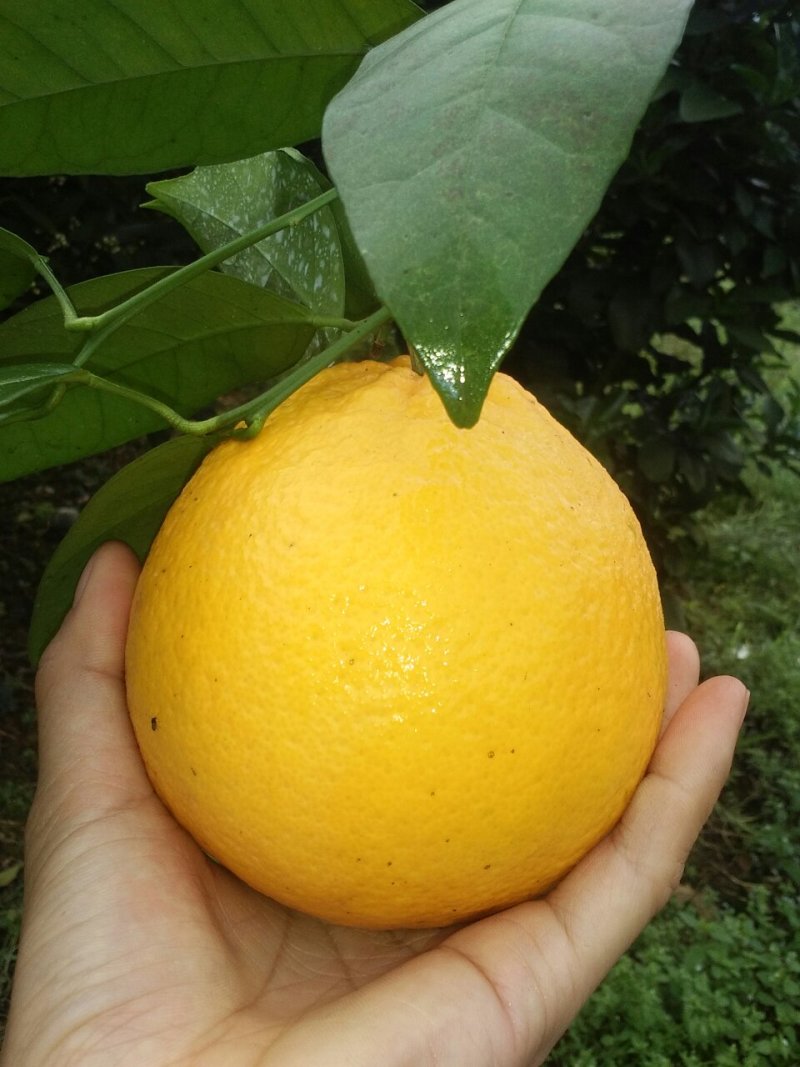 橙子