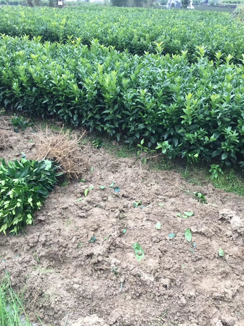 沃柑苗，纯度百分之九十五，优良品种，无病