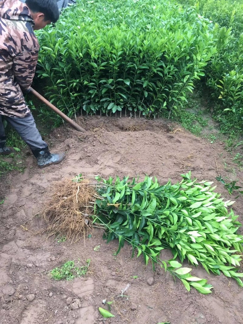 沃柑苗，纯度百分之九十五，优良品种，无病