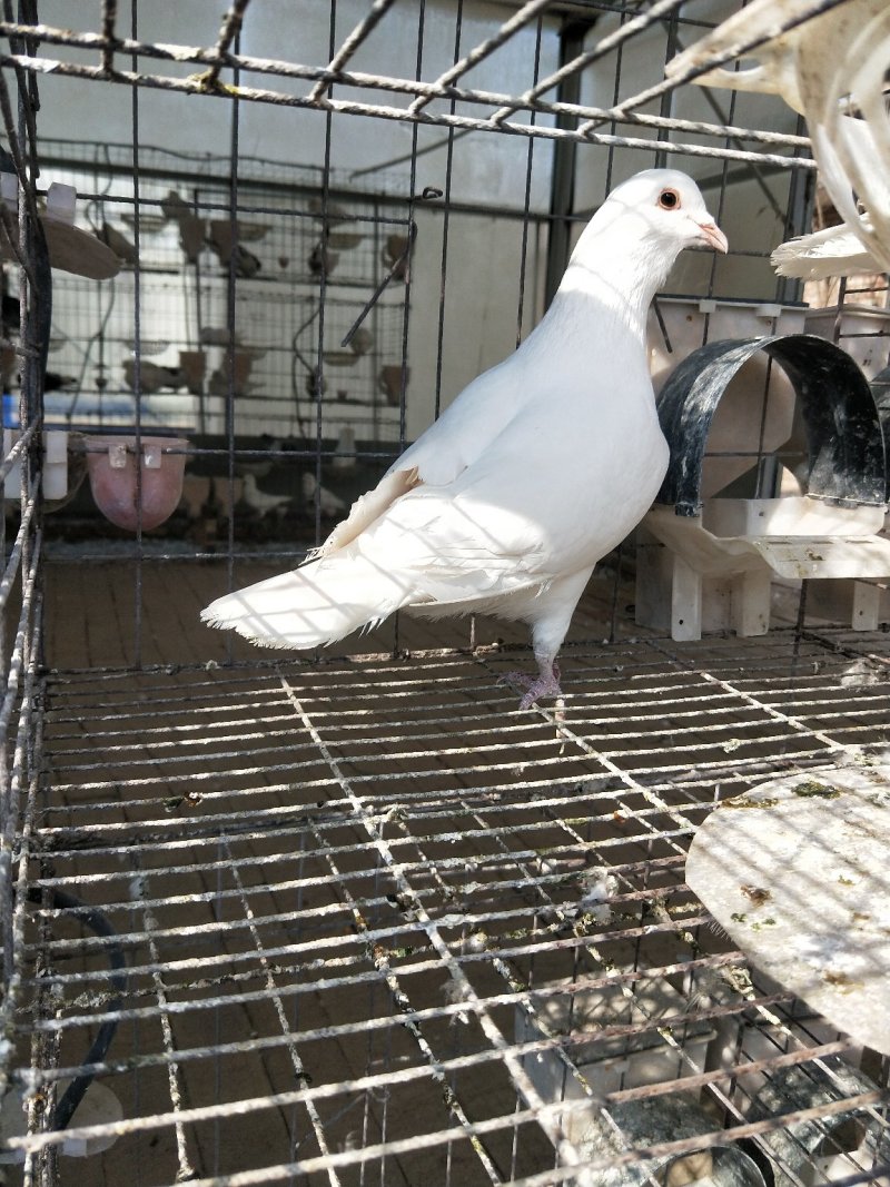 白羽王肉鸽白羽王青年鸽