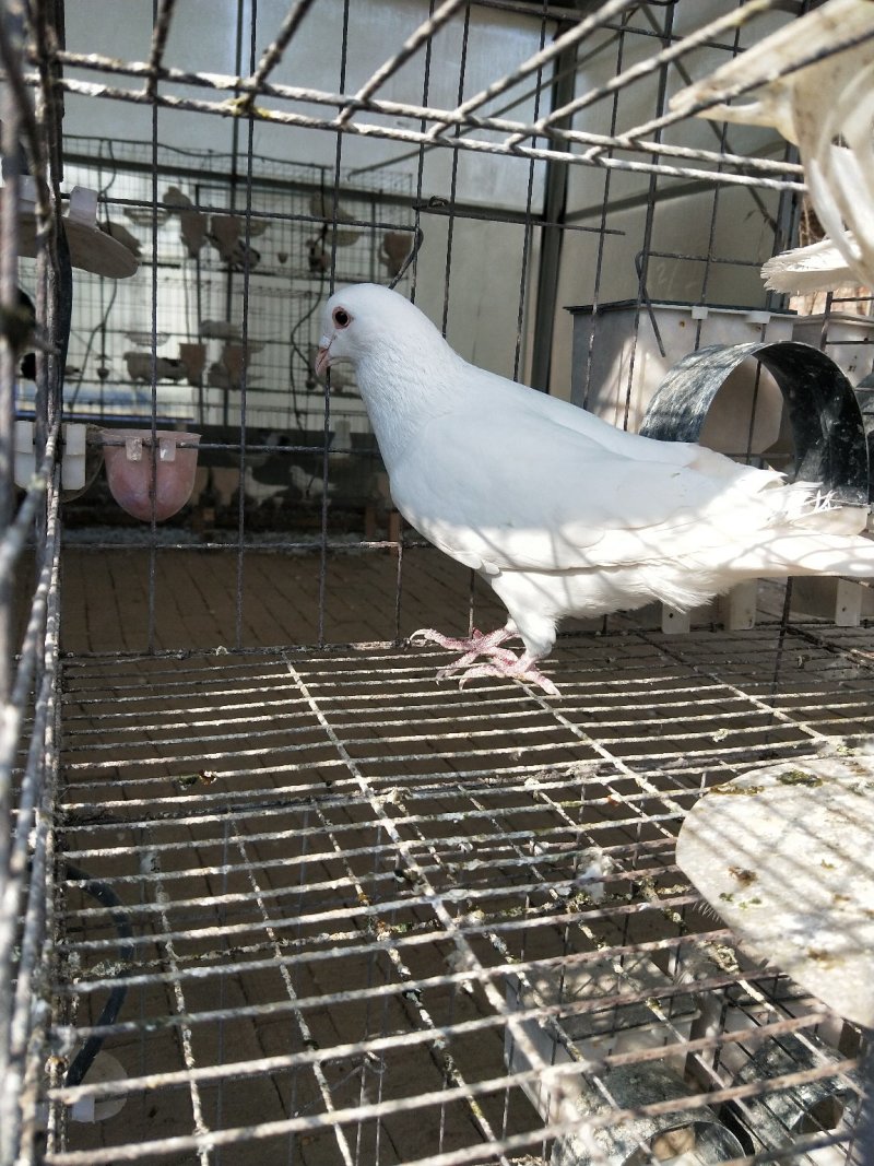 白羽王肉鸽白羽王青年鸽