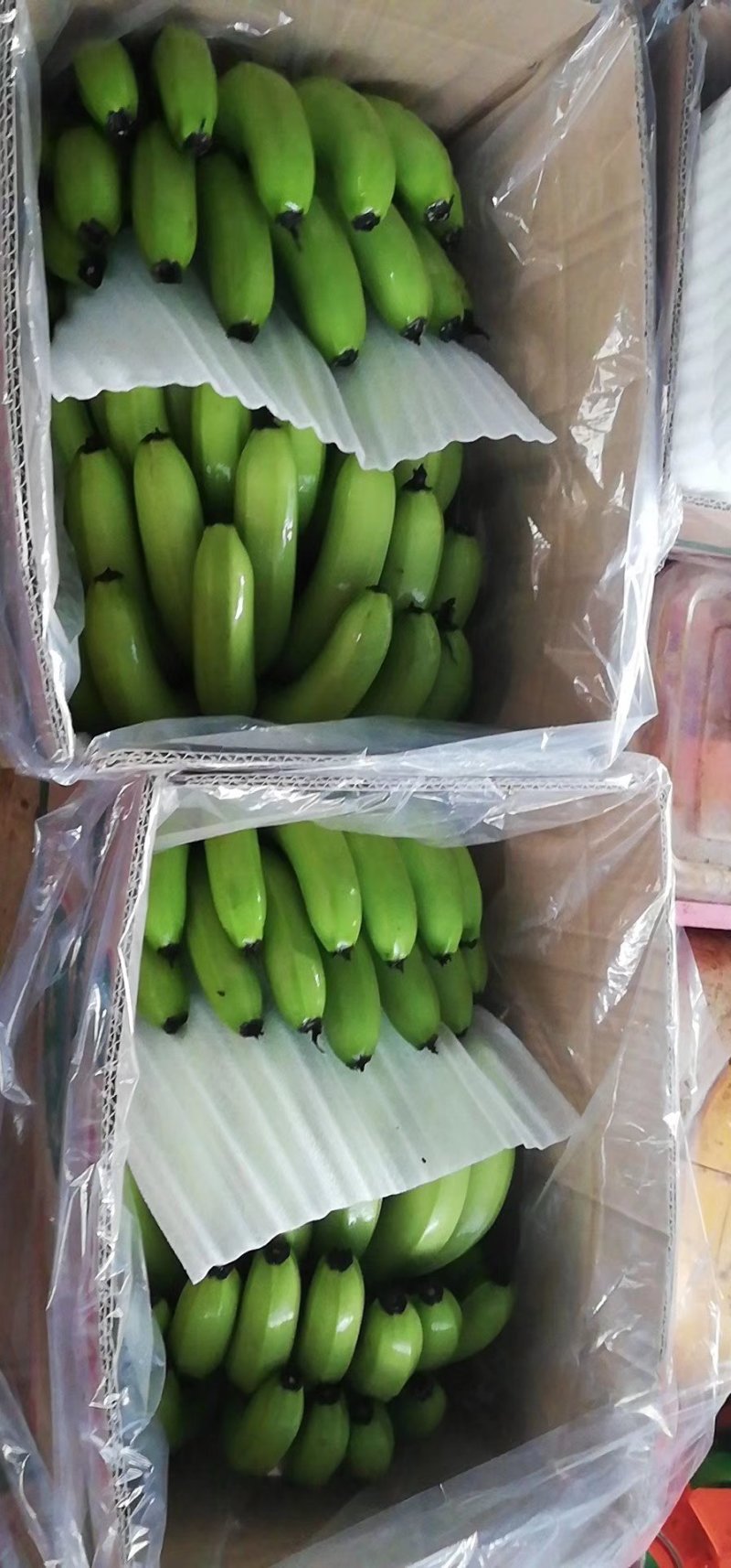 芭西香蕉，七成熟，12厘米，口感甜糯欢迎订购