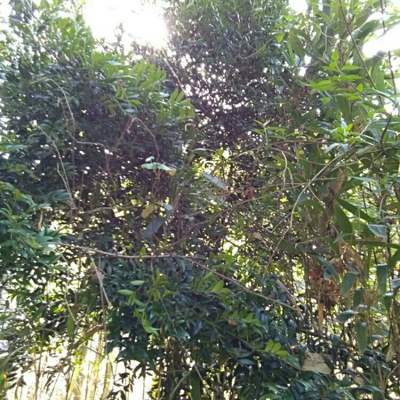 风景树（竹柏）