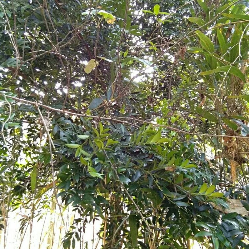 风景树（竹柏）