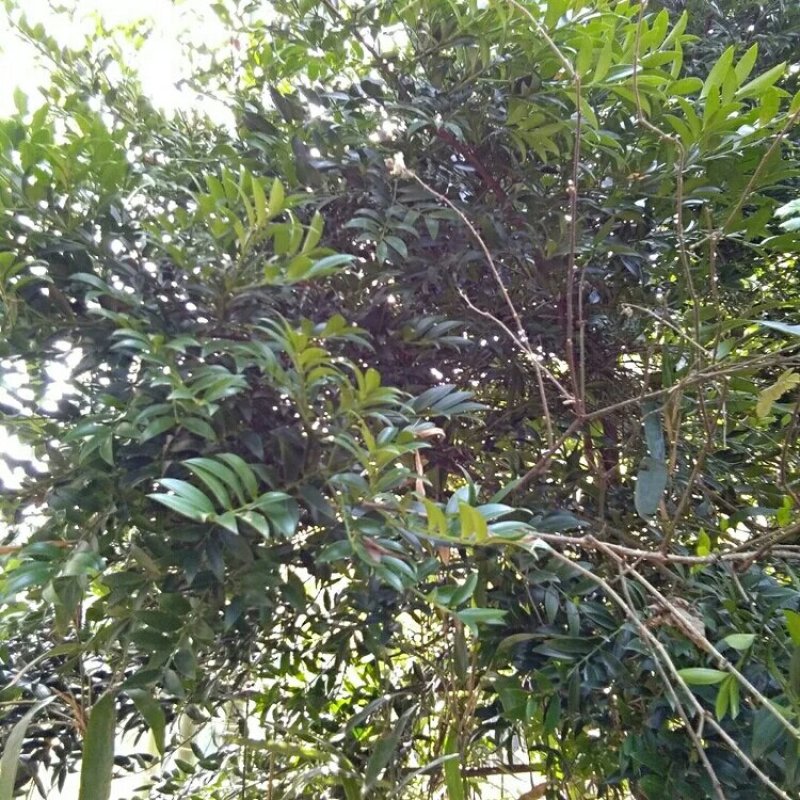 风景树（竹柏）