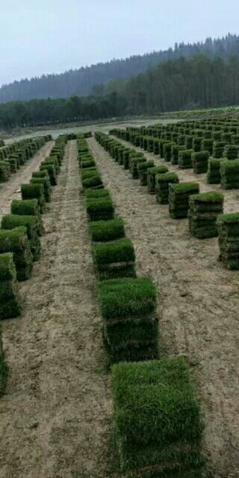 马尼拉草，大叶油草，台湾草，兰引三号