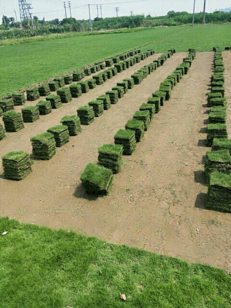 马尼拉草，大叶油草，台湾草，兰引三号