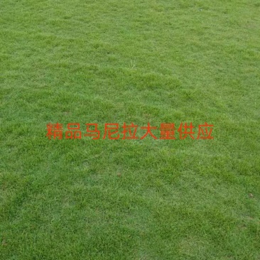马尼拉草，大叶油草，台湾草，兰引三号