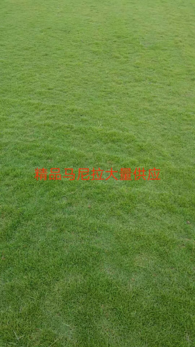 马尼拉草，大叶油草，台湾草，兰引三号
