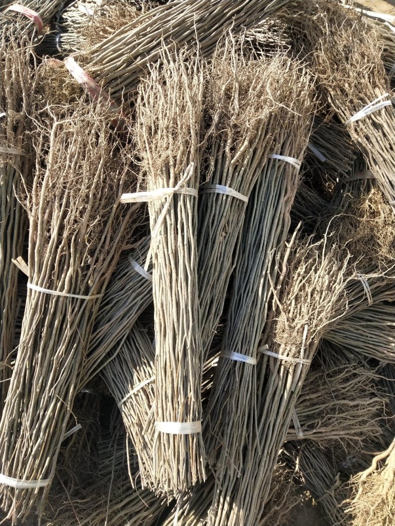 供应杜仲树苗0.5到1.5。产地直销欢迎选购