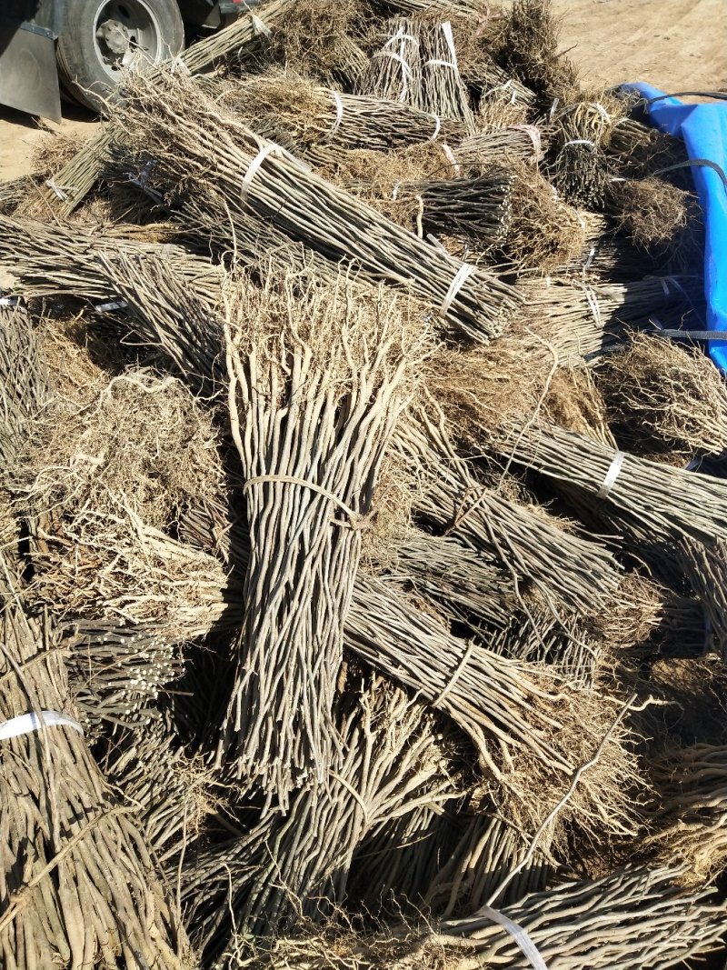 供应杜仲树苗0.5到1.5。产地直销欢迎选购